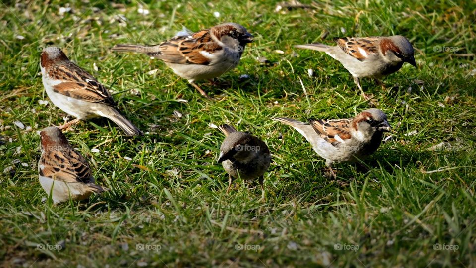 the sparrow lives sociable
