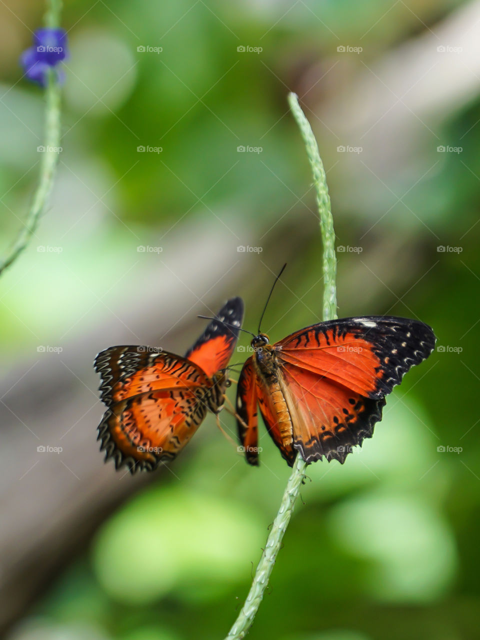 Two Lacewing Butterflies 