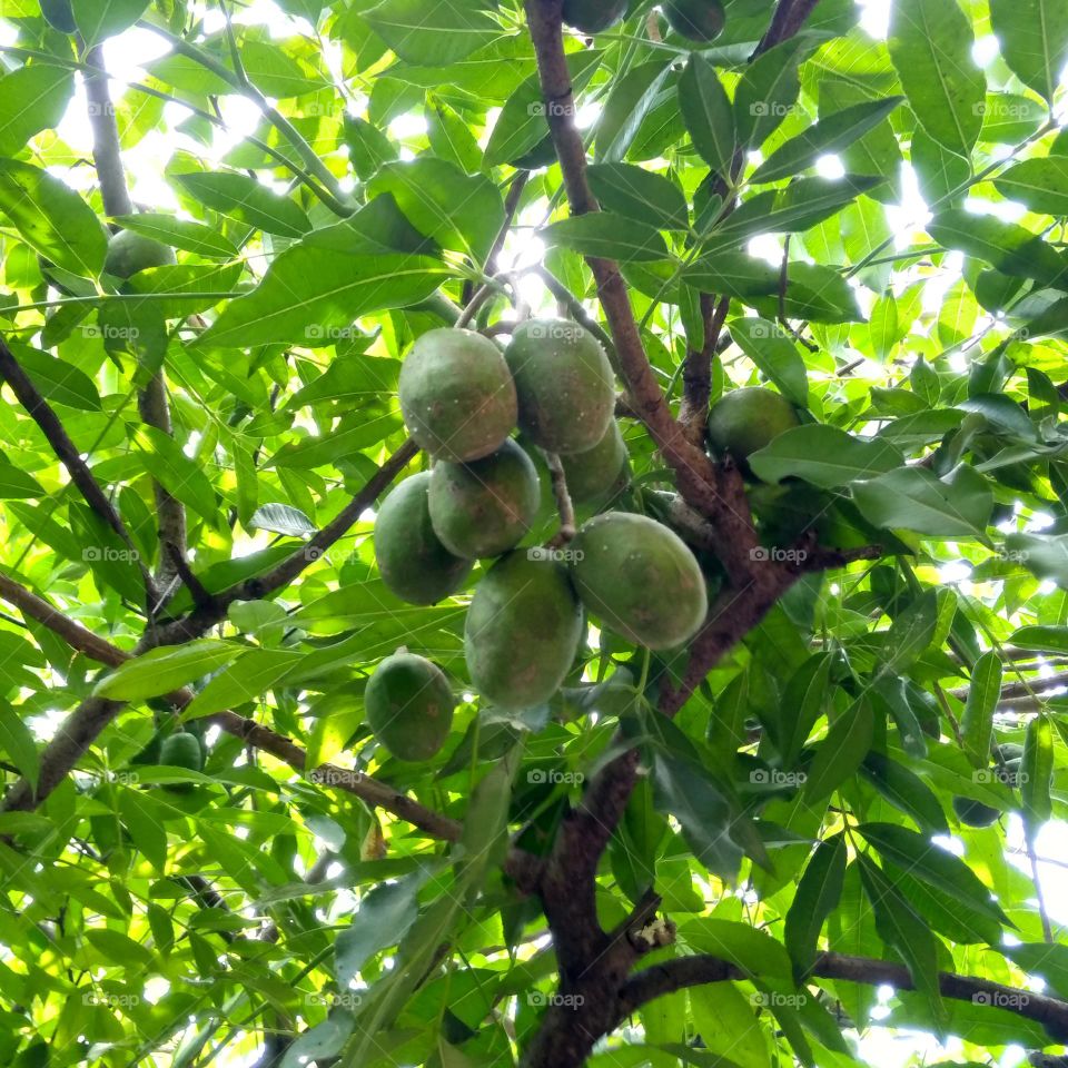 Ambarella fruit on the tree