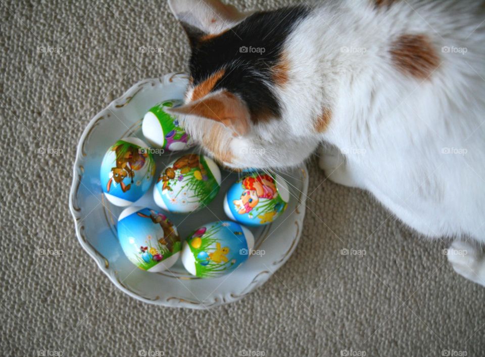 Easter eggs and cat spring holiday