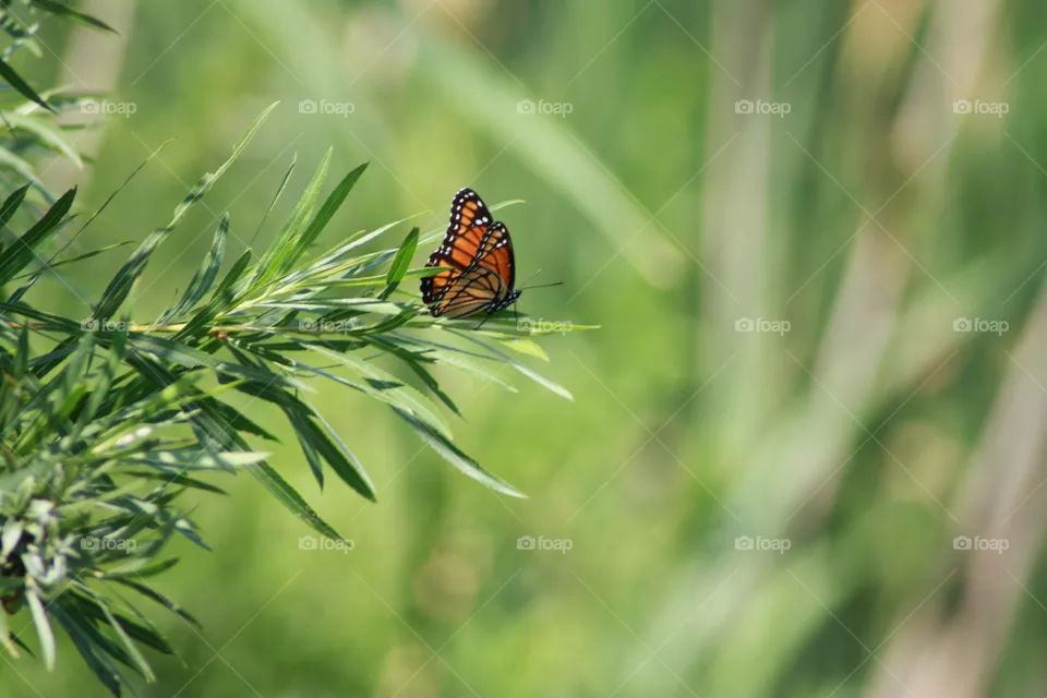 monarch