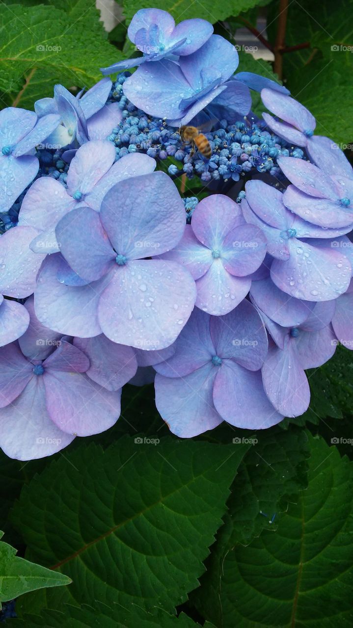 Nature, Flower, Flora, Summer, Garden