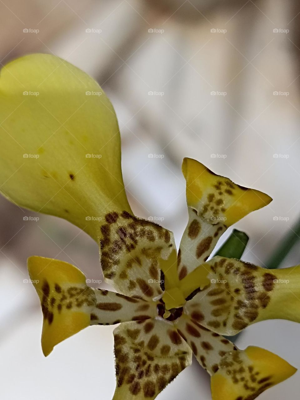 orquídea