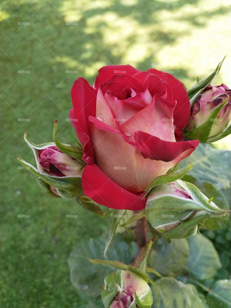 rose in garden