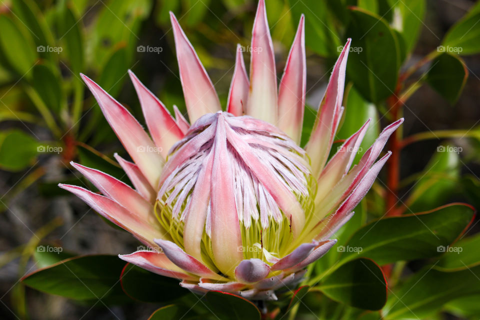 A King protea flower opening up for spring