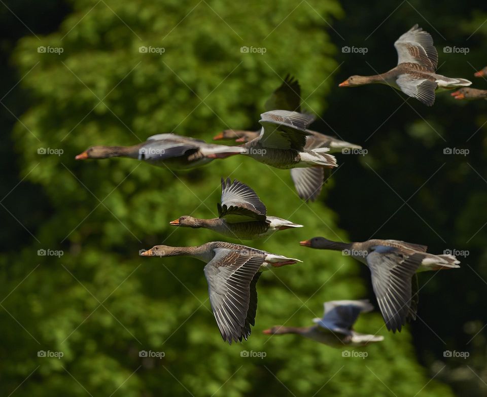Migratory birds