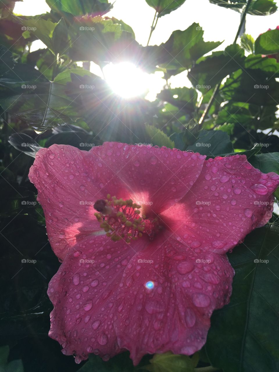 Sunshine peaking though the leaves of the tree above this flower bush 
