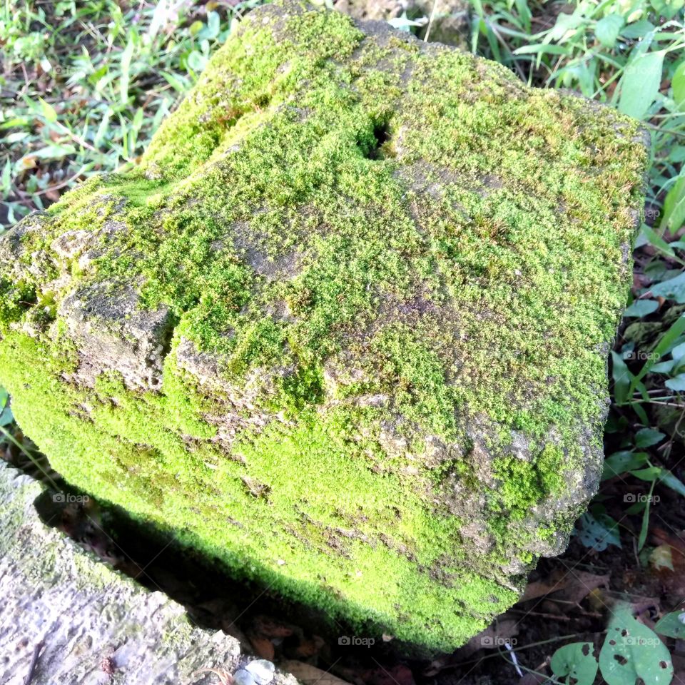 Brick covered by moss