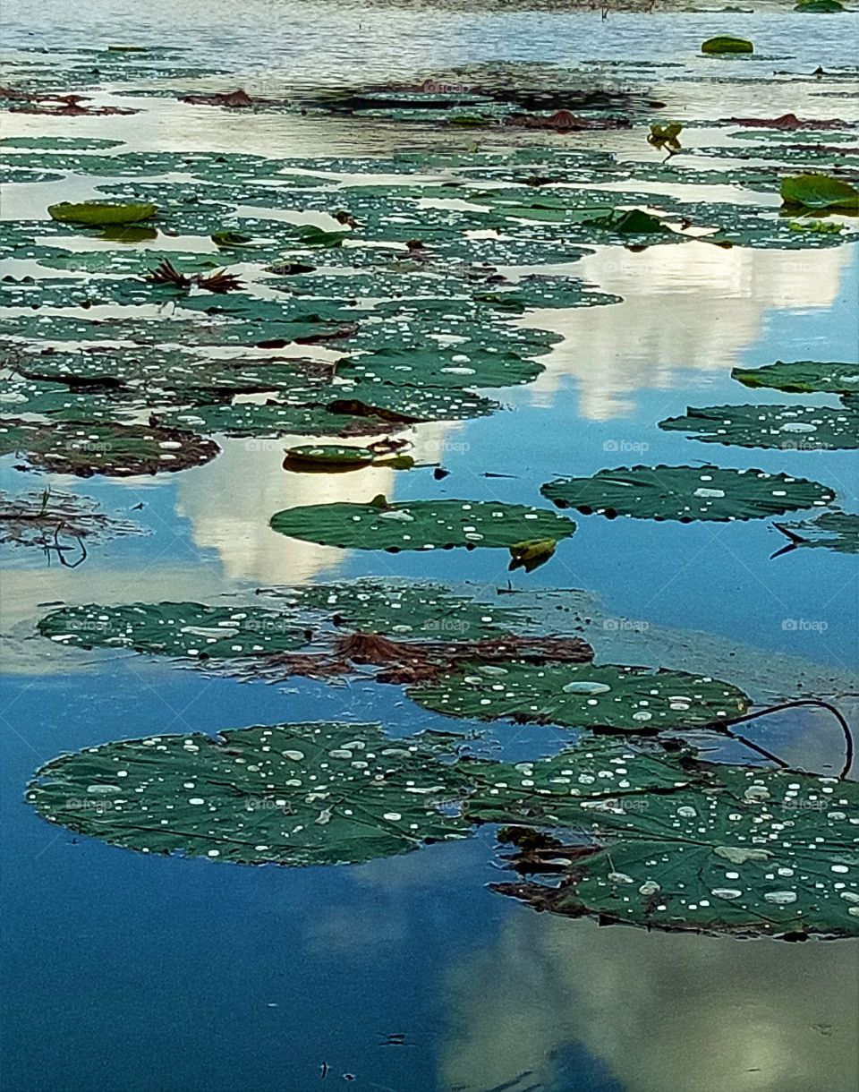 water on lotus