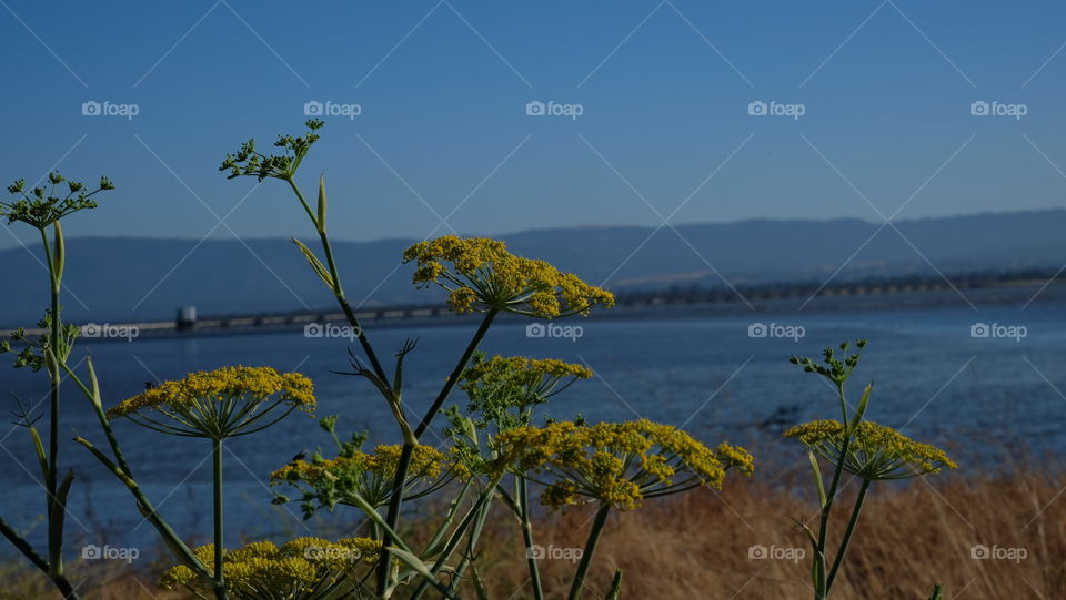 Wildflowers on the coast