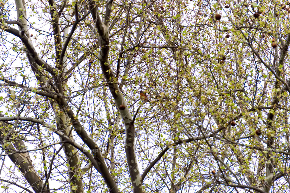 Bird in a tree in early spring 