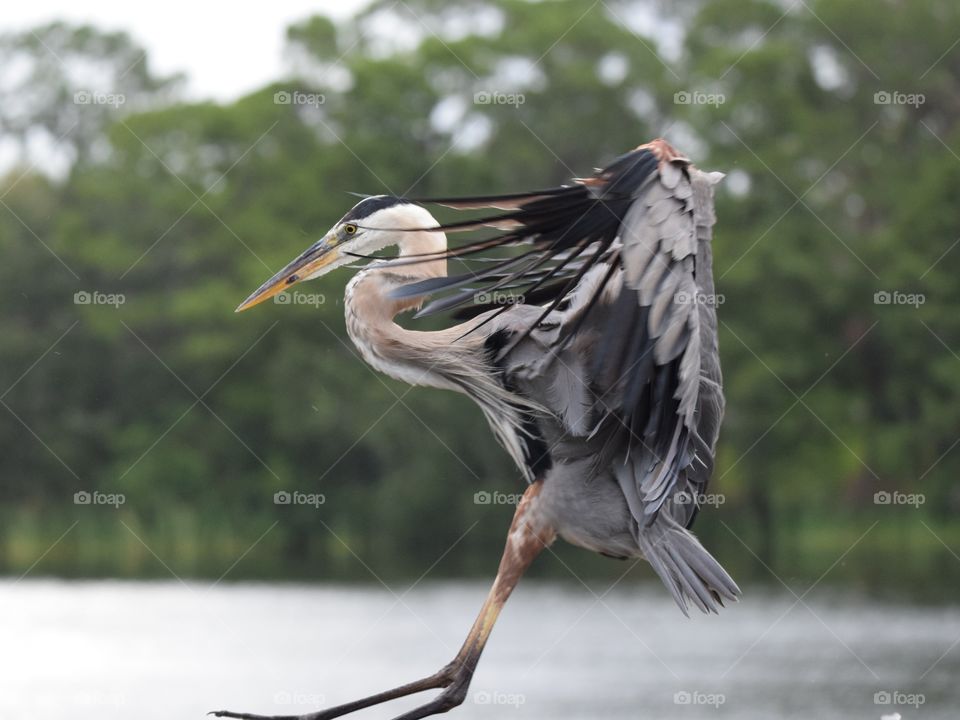 Coming in for a landing