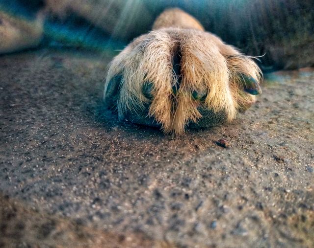 Para do cão