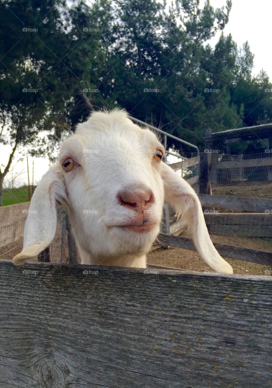 Lil Goat - Close-Up