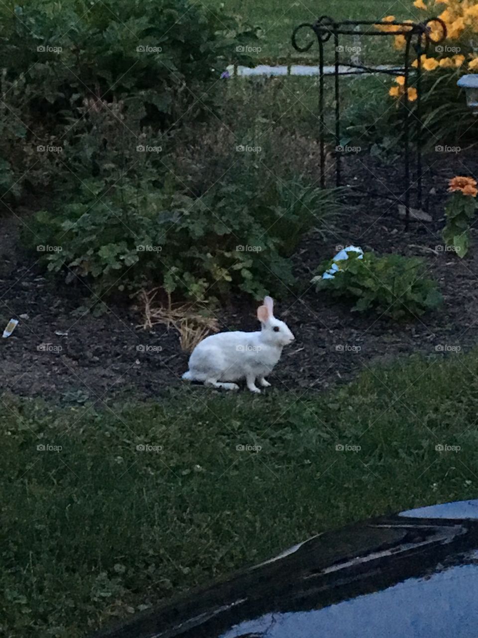 Magician's White Rabbit