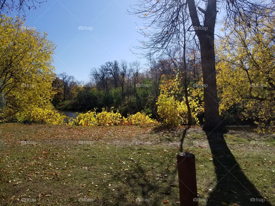 Fall, Tree, Leaf, Landscape, Park
