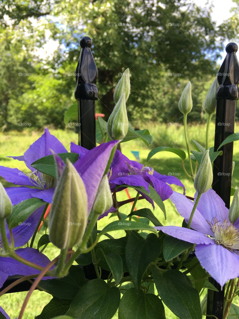 Purple flowers on fence