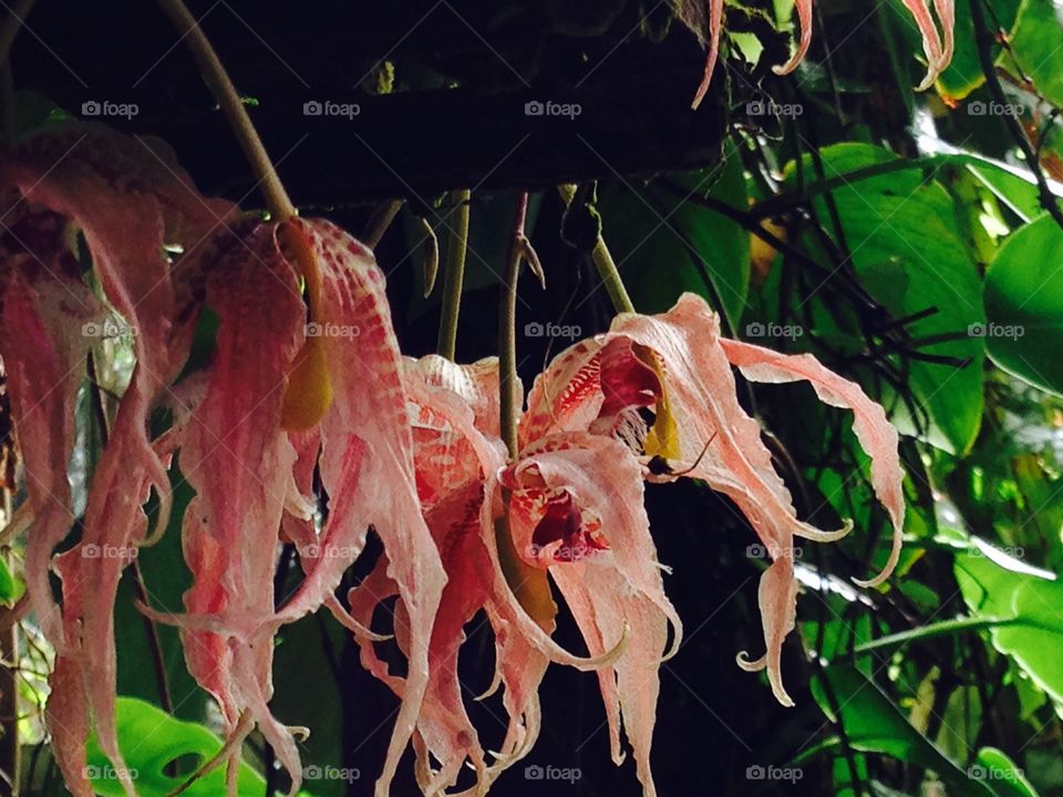 Alien blossoms in the Florida tropics