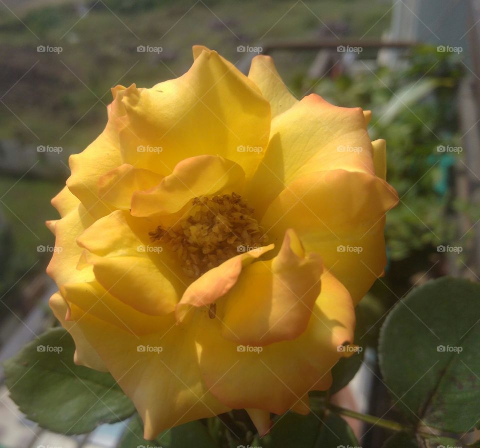 beautiful dark yellow rose