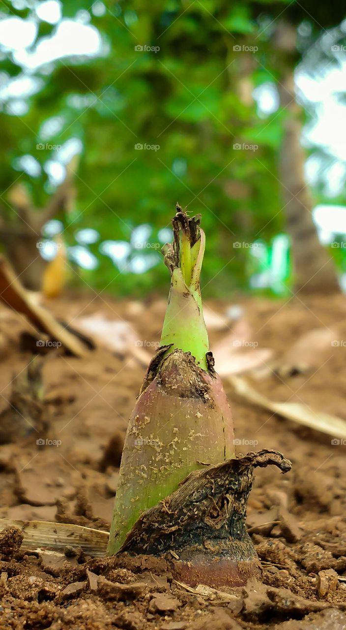 banana sapling