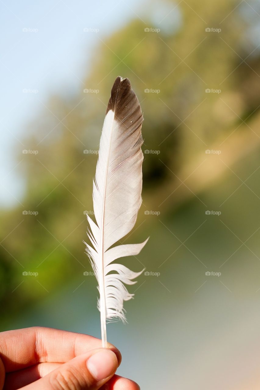 Feather