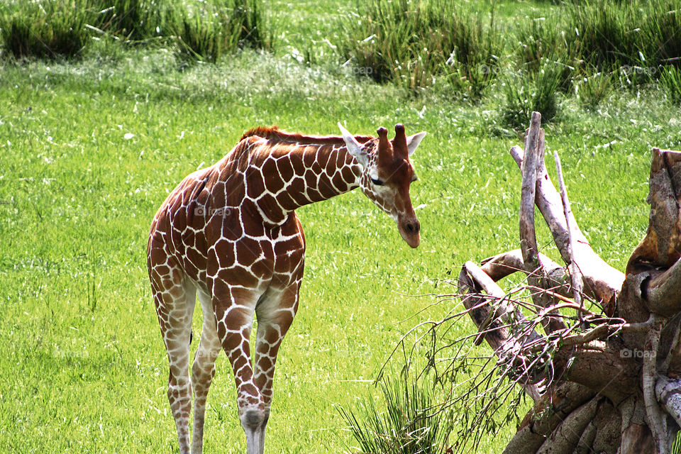 Beautiful giraffe