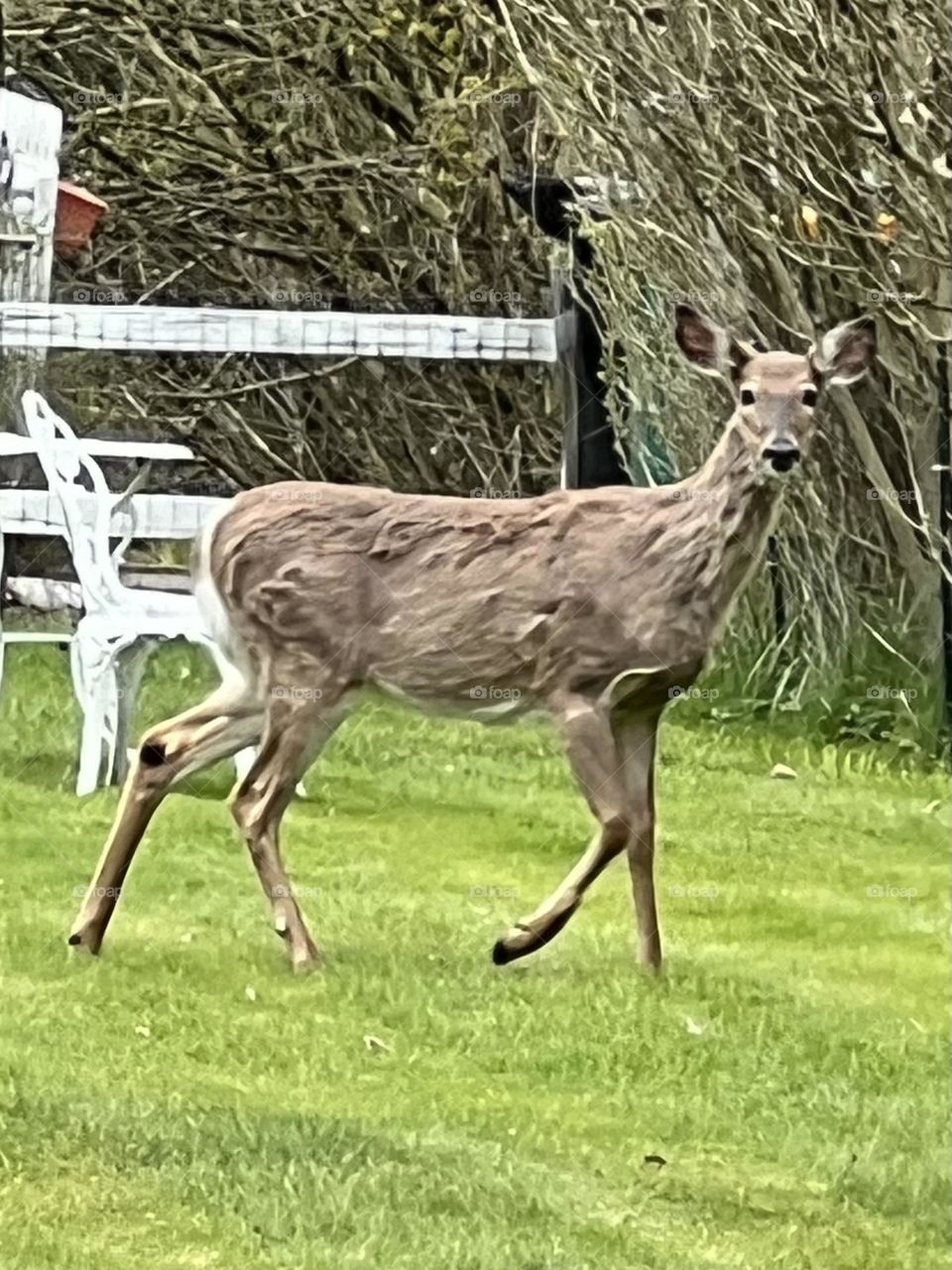 Deer 