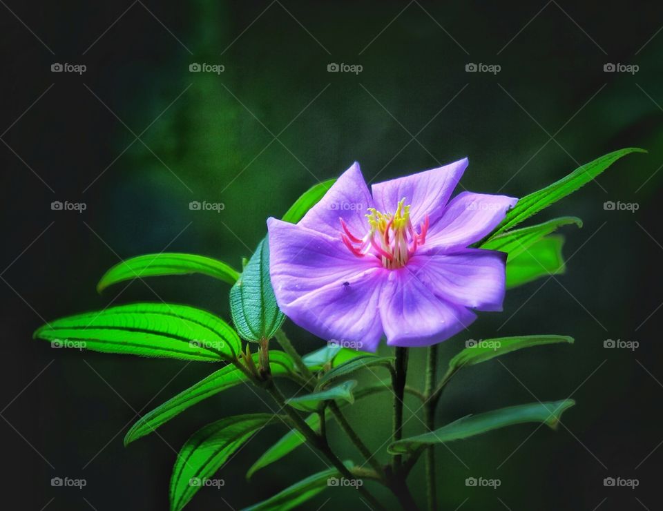 beautiful purple color  flower