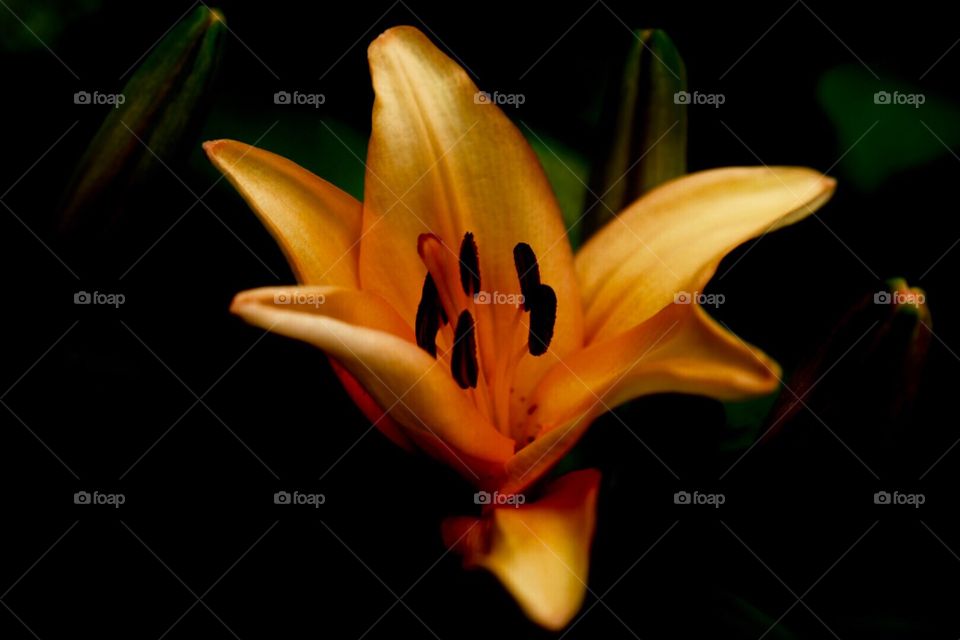 Lillies,botany ,flowers,orange 