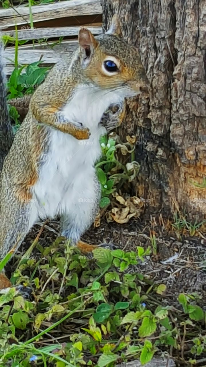 friendly squirrel