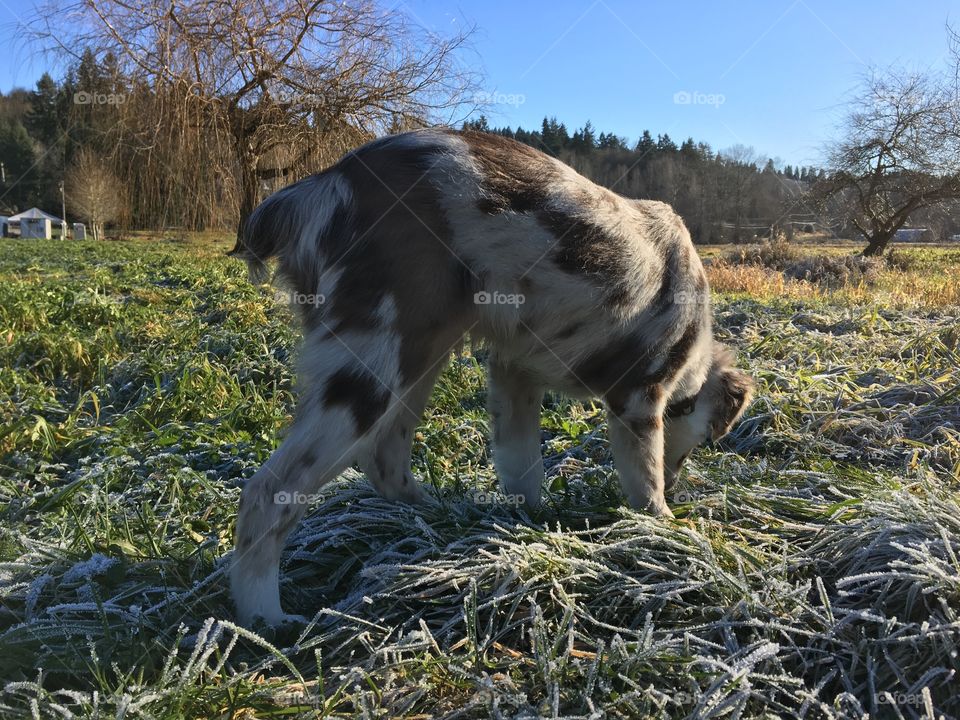 Dog in a field