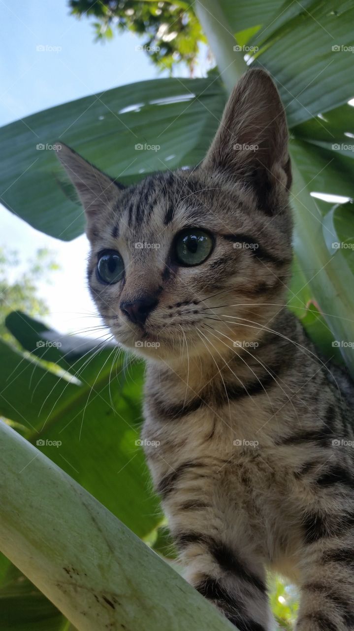 baby Cat Egyptian Mau