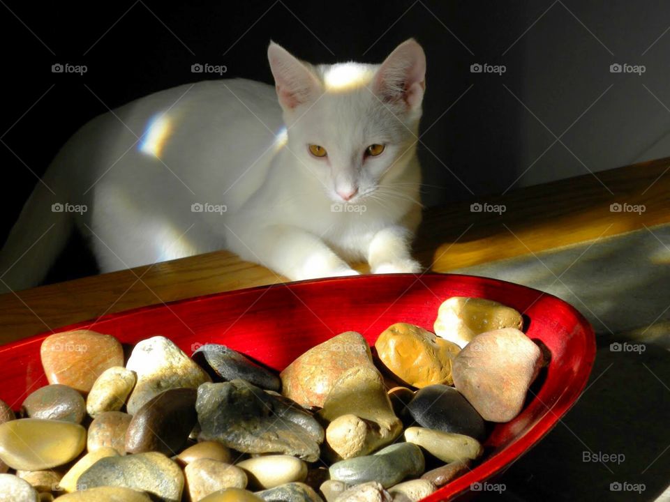 White Cat red Bowl Stones