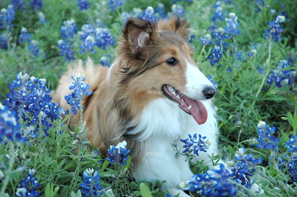 Sheltie