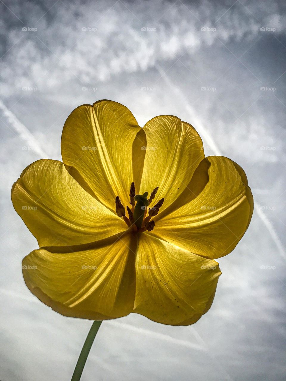 Yellow flower