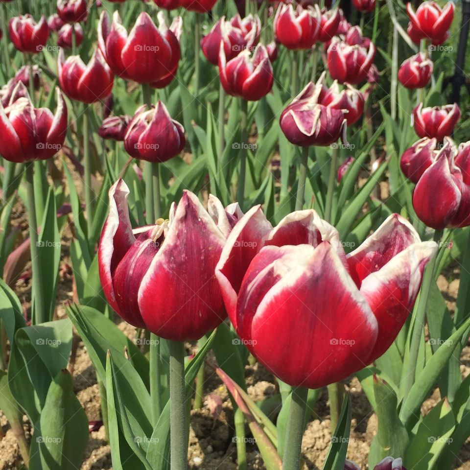 Tulips