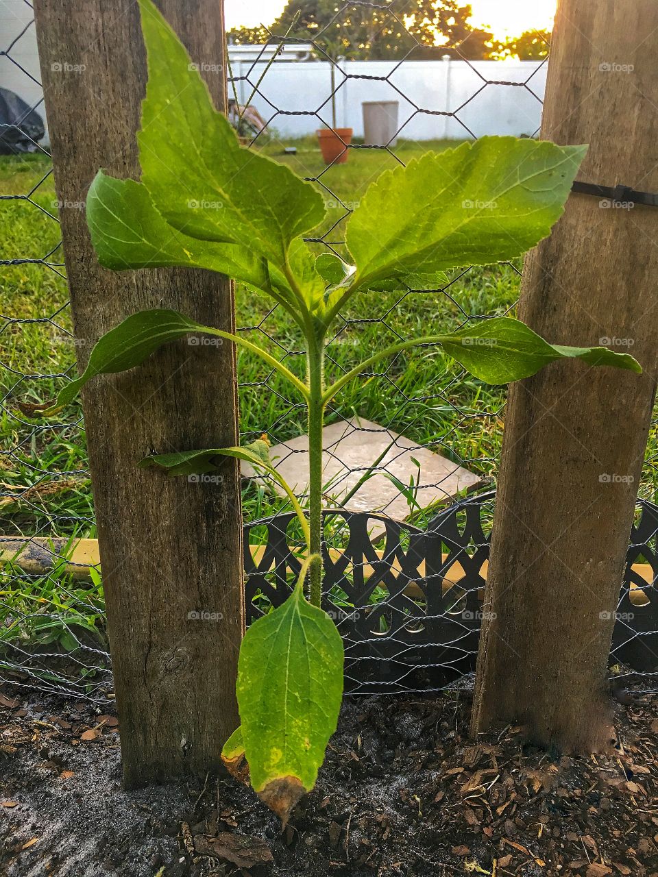 Sunflowers reaching up high 