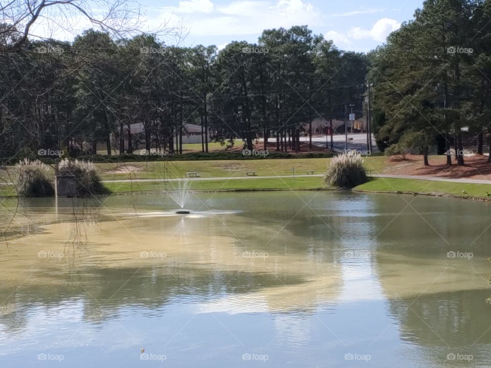 pollen on the pond
