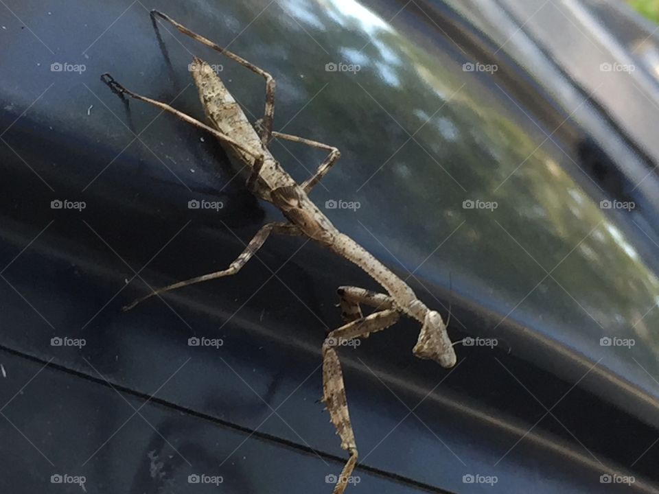 Praying mantis