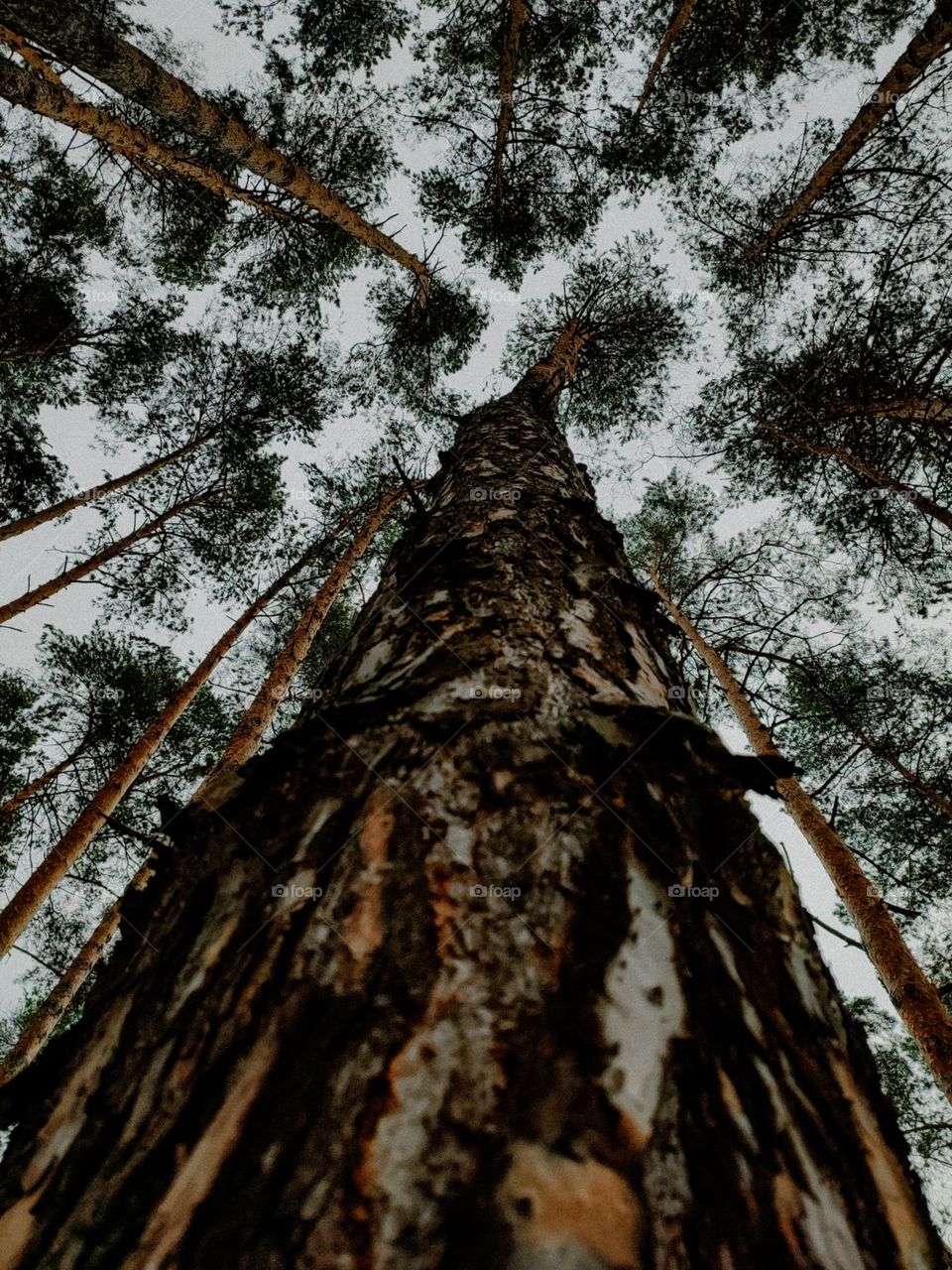 Pine tree trunk close up bottom view, tops of high pines in the sky, dark pine tree forest, mystical forest, ancient, silence