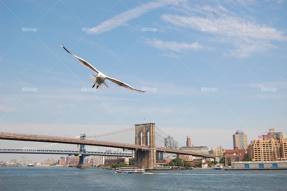 Bird over Brooklyn bridge