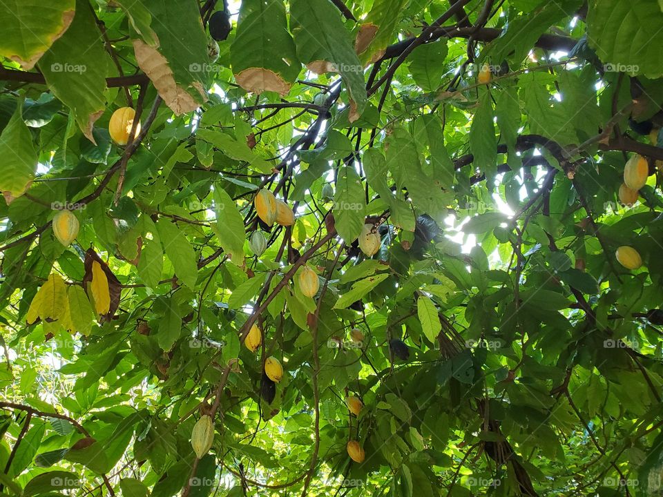 Cocoa tree