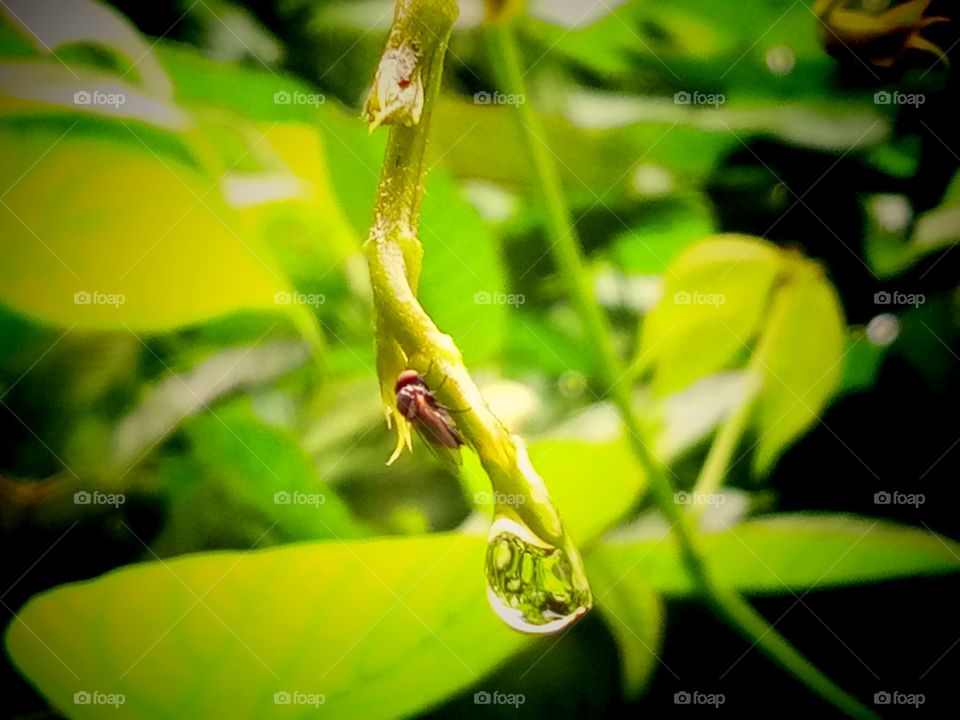 water drop and fly