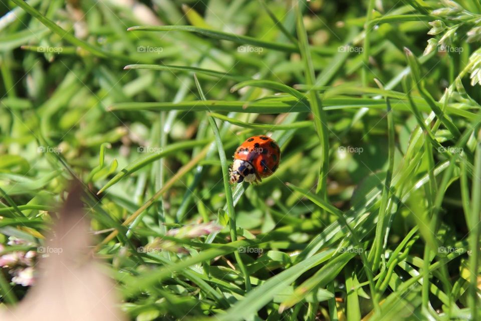 little ladybug 2 