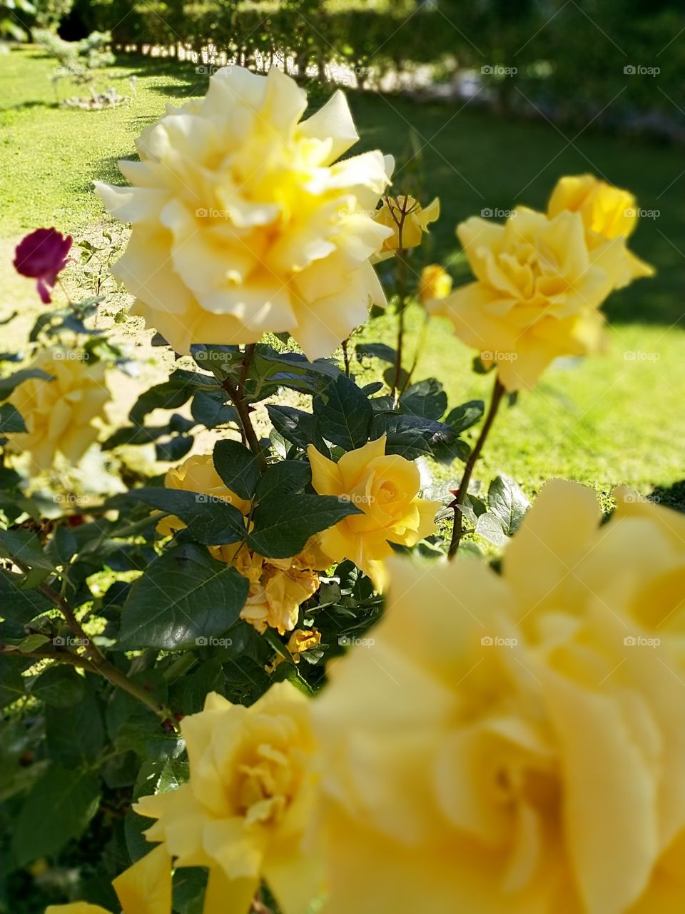 roses in garden