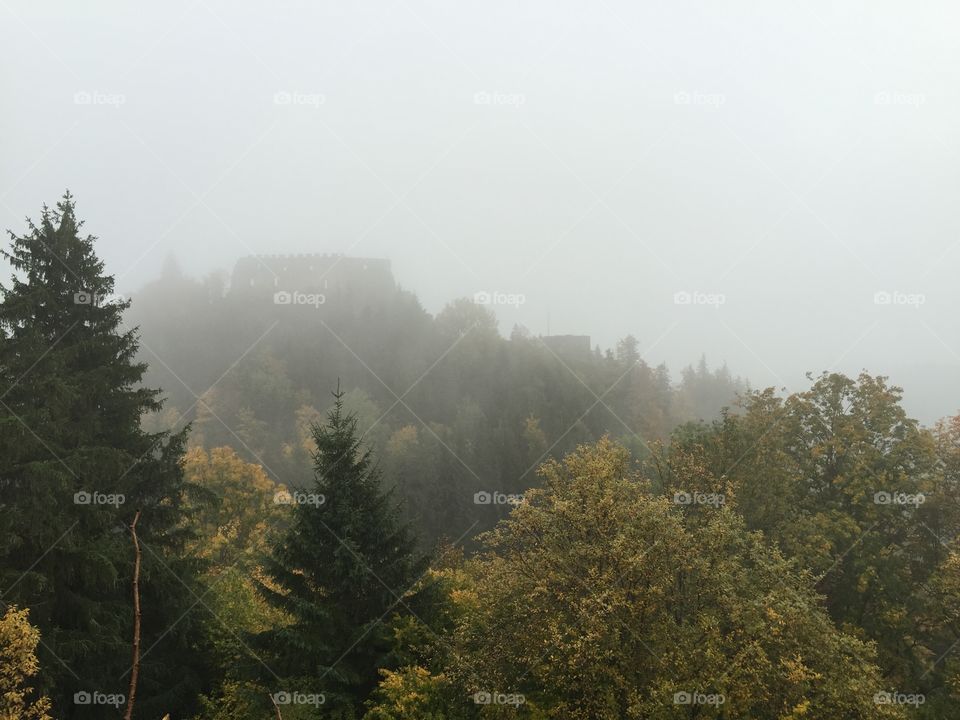 Fog, Mist, Tree, Landscape, Nature