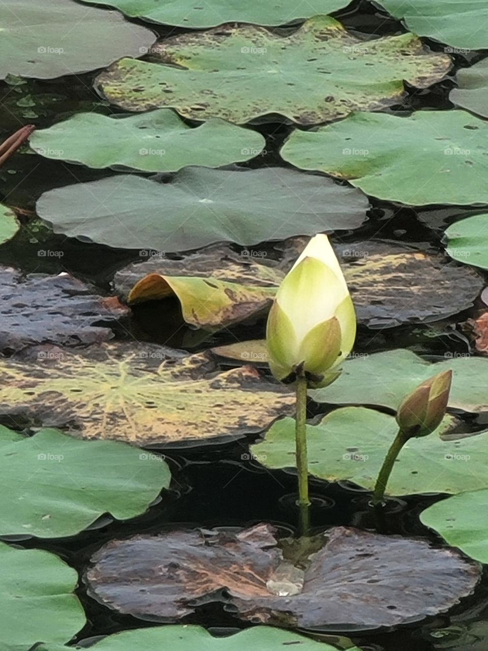 Those lotus flowers that haven't fully bloomed yet.