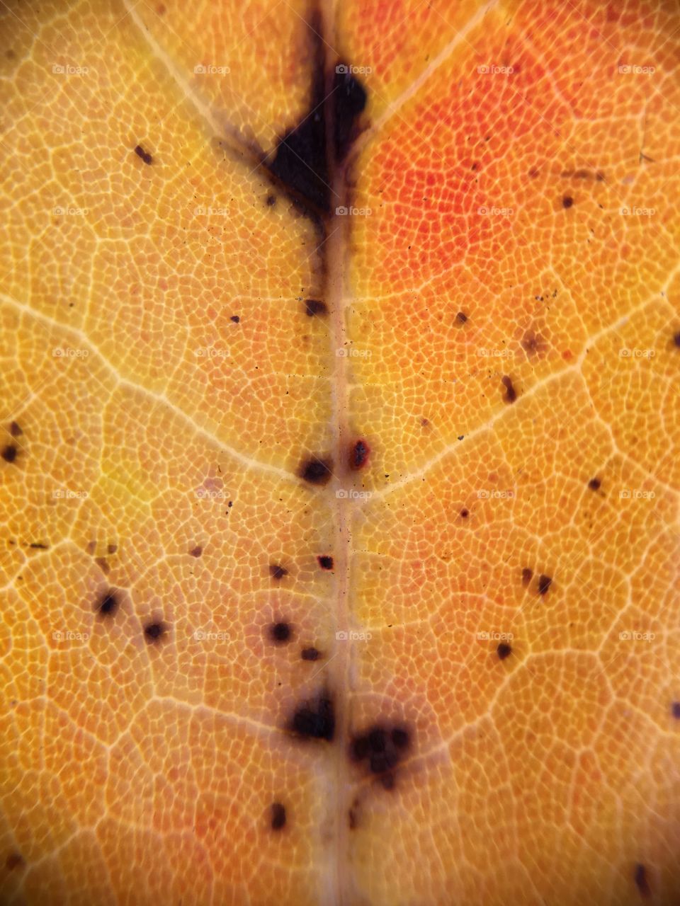 Yellow leaf with pattern