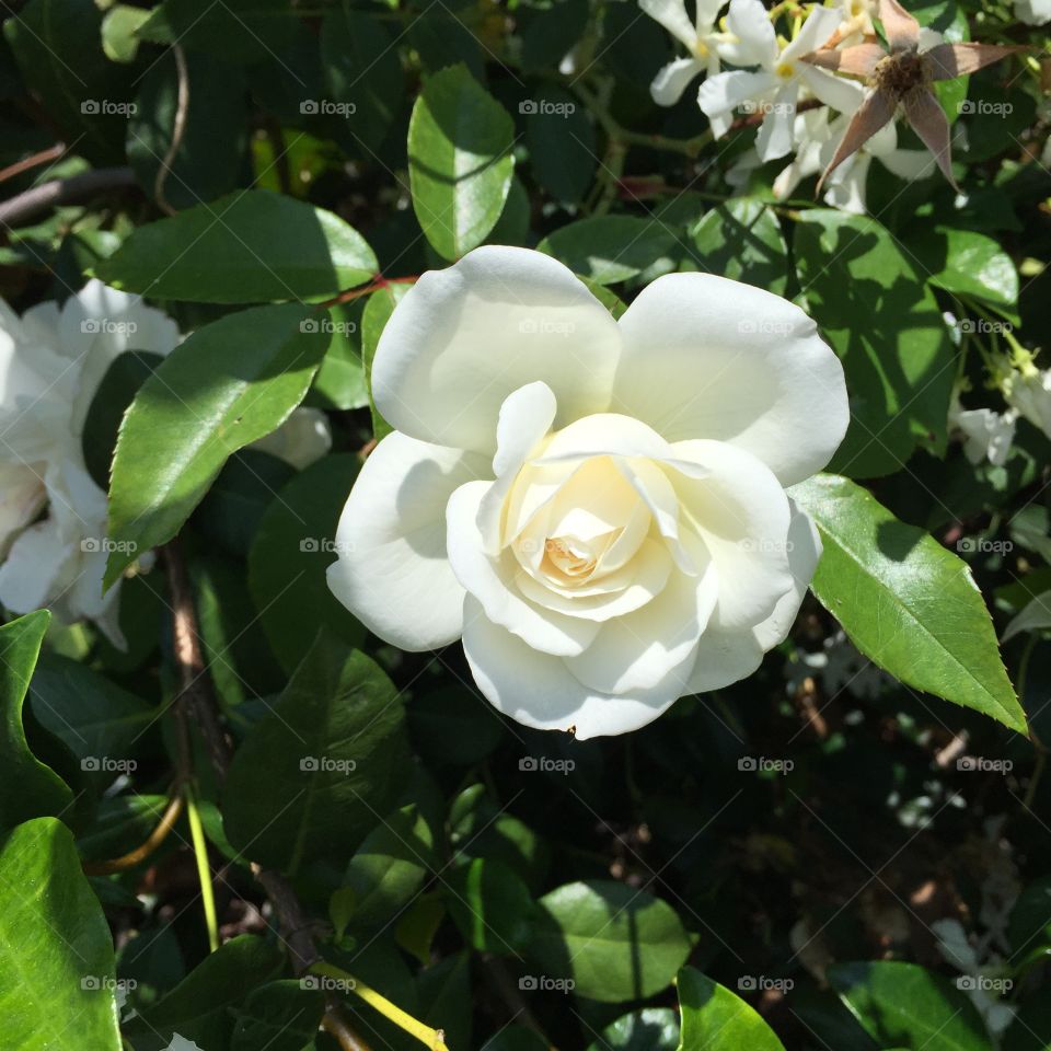 Simple Beauty. White flower