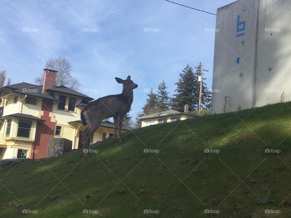 A Deer in someone’s yard